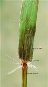  Ligule and leaf sheath